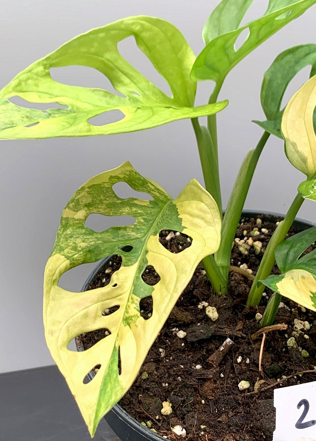 Monstera adansonii variegated aurea