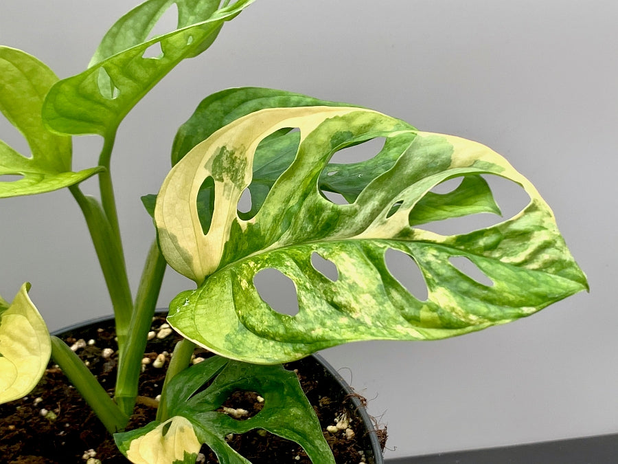 Monstera adansonii variegated aurea
