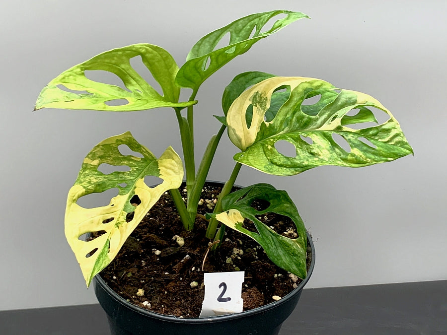 Monstera adansonii variegated aurea