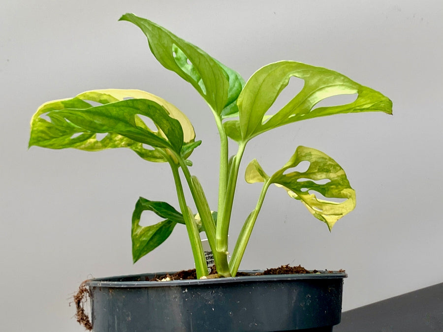 Monstera adansonii variegated aurea
