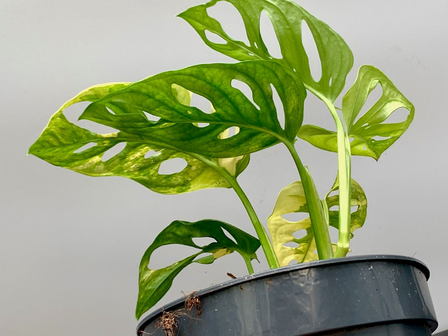 Monstera adansonii variegated aurea