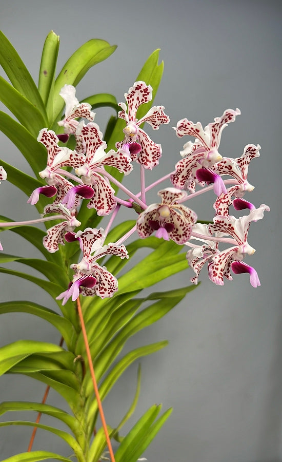 Vanda tricolor var. suavis "Big XXL''