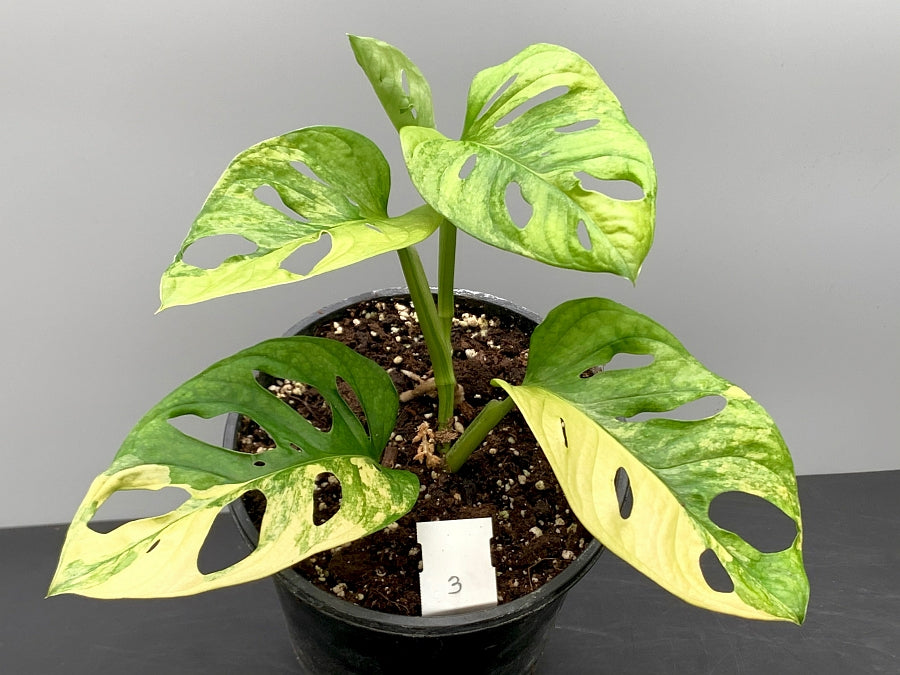 Monstera adansonii variegated aurea "Half Moon" (4-6 Leaves)