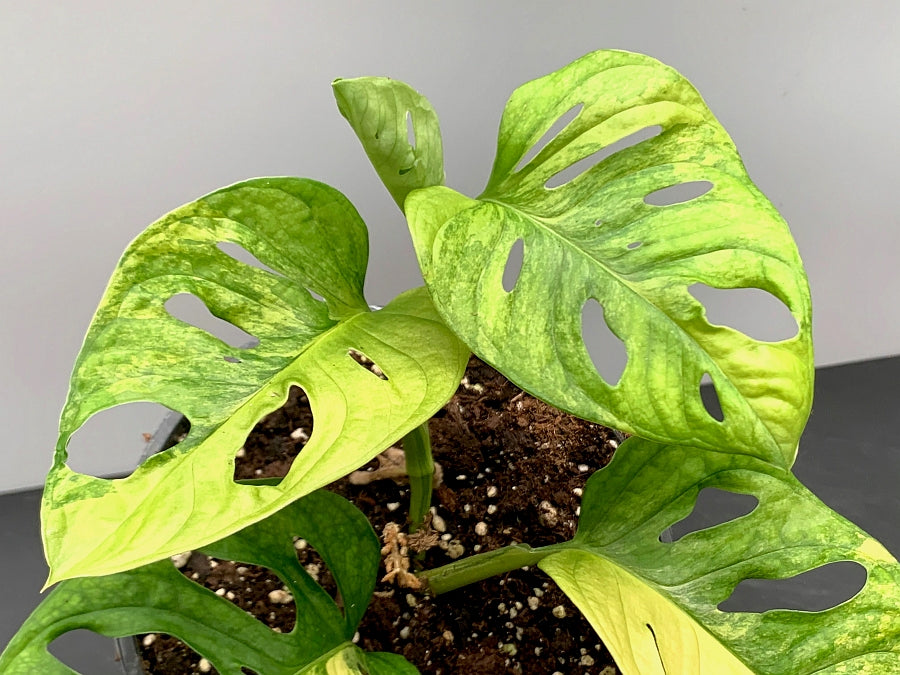 Monstera adansonii variegated aurea "Half Moon" (4-6 Leaves)