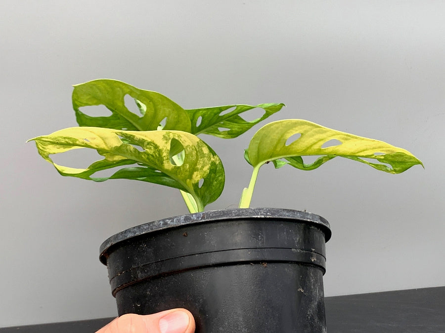 Monstera adansonii variegated aurea "Half Moon" (4-6 Leaves)
