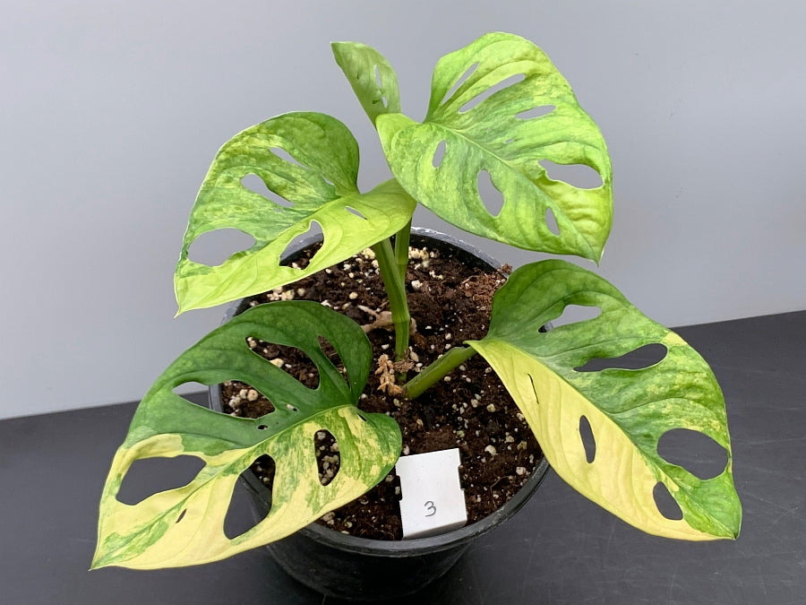 Monstera adansonii variegated aurea "Half Moon" (4-6 Leaves)