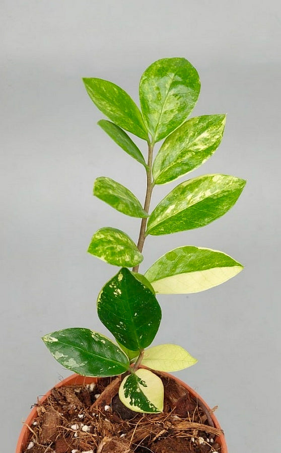 Zamioculcas zamiifolia variegata (4 Leaves Cutting)