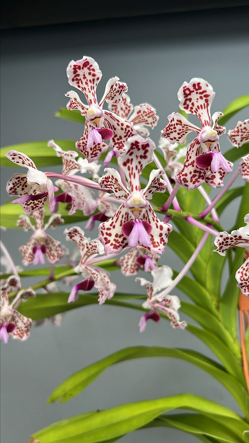 Vanda tricolor var. suavis "Big XXL''