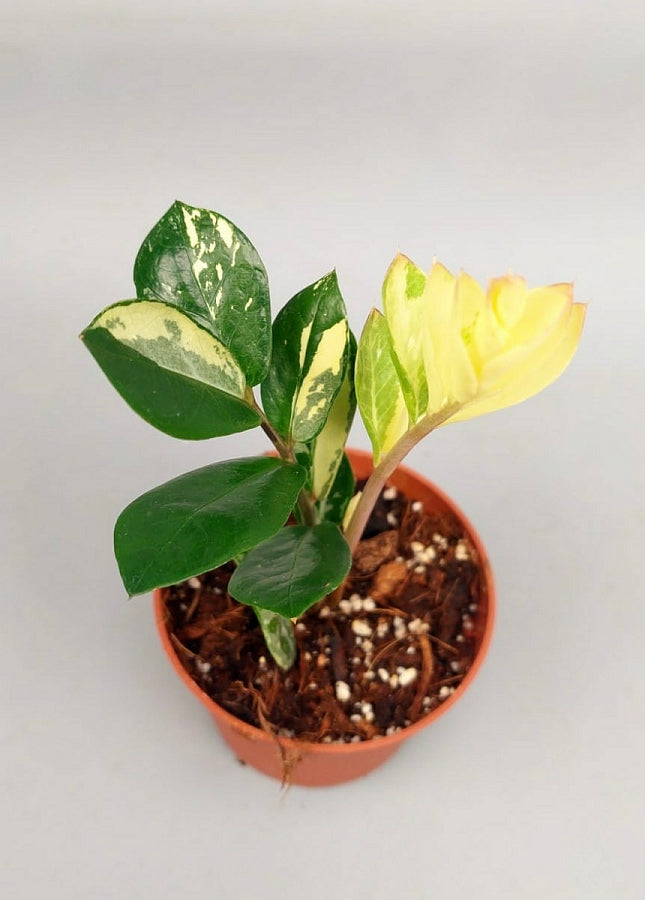 Zamioculcas zamiifolia variegata (4 Leaves Cutting)