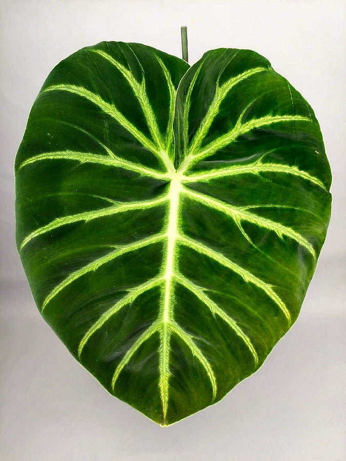Philodendron luxurians