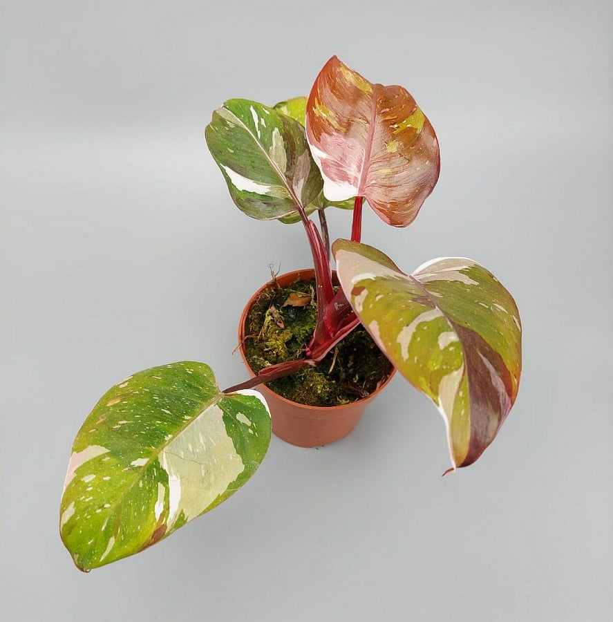 Philodendron red Anderson 'less variegata'