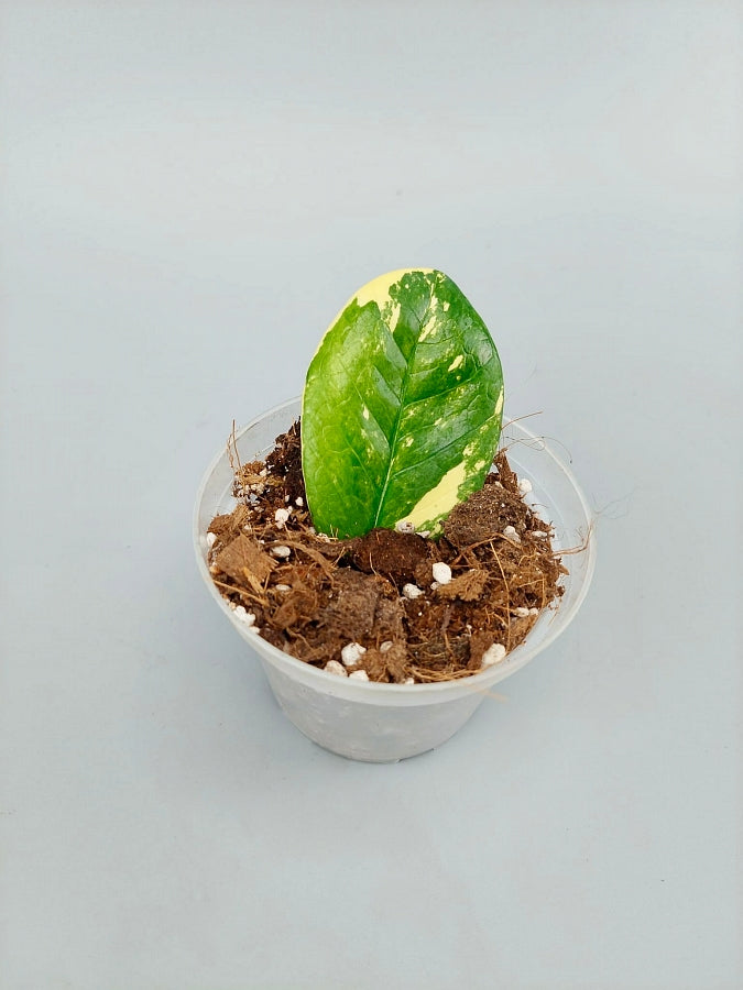 Zamioculcas zamiifolia Variegated (1 leaf cutting)