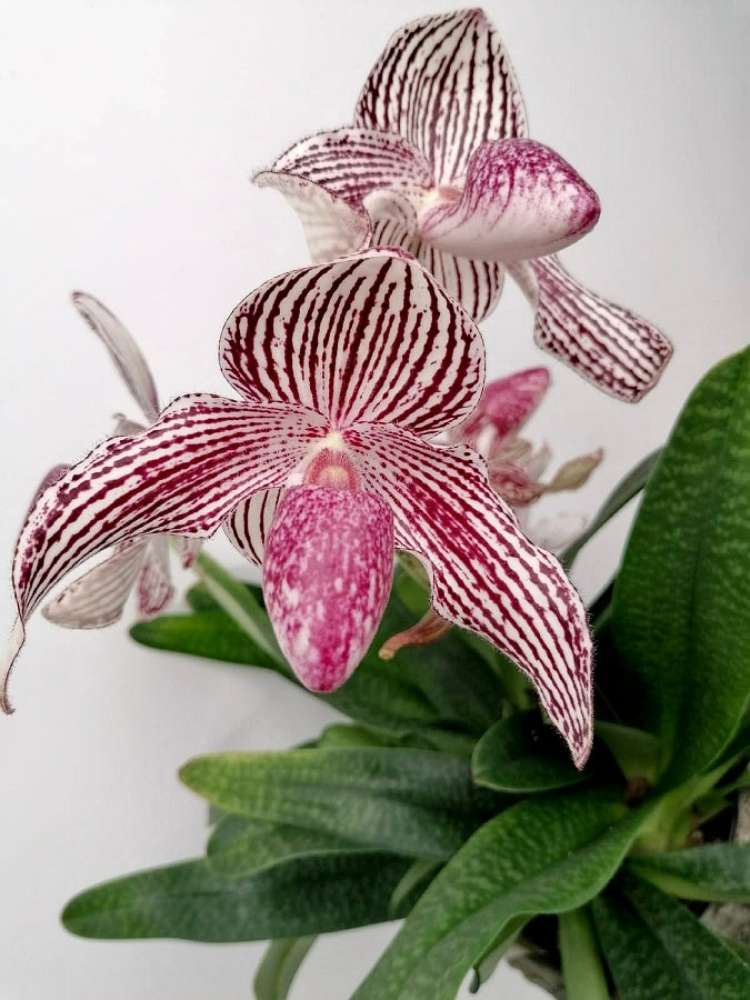 Paphiopedilum bellatulum x sib (''Large Red Spots'' x "Super Clone'') x Rothschildianum