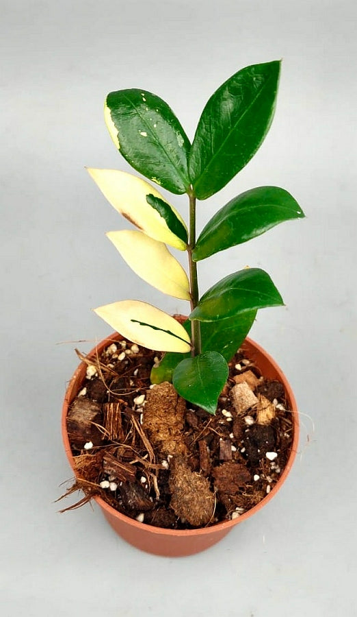 Zamioculcas zamiifolia variegata (4 Leaves Cutting)
