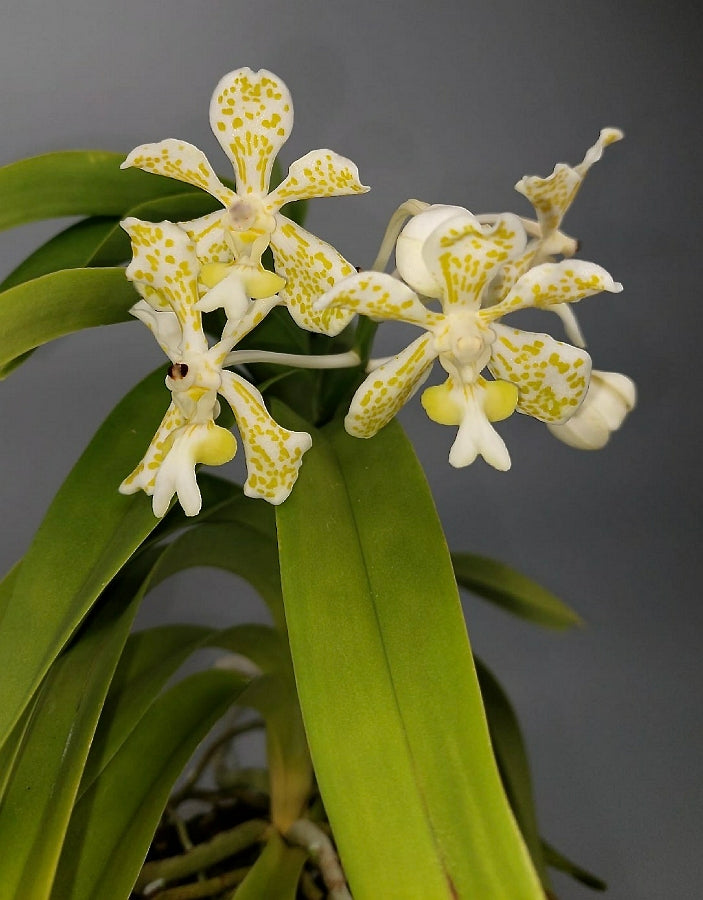Vanda tricolor var semi alba