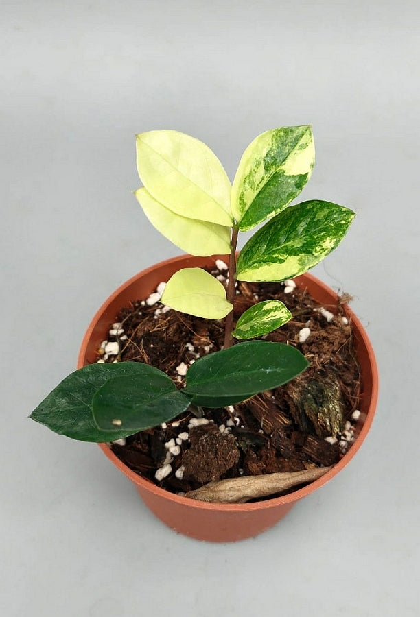 Zamioculcas zamiifolia variegata (4 Leaves Cutting)