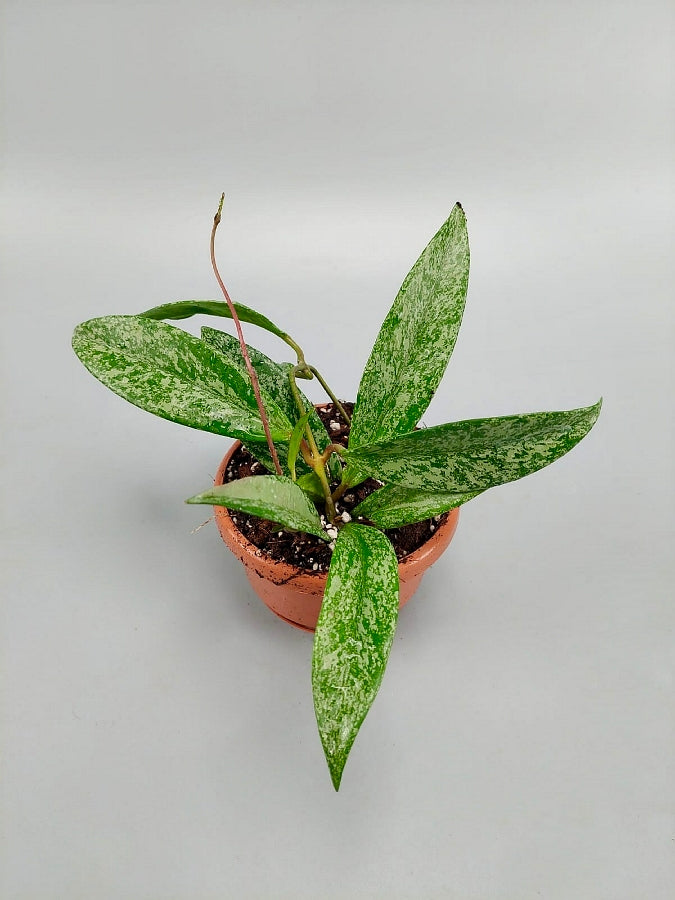 Hoya pubicalyx Pink/Silver Splash