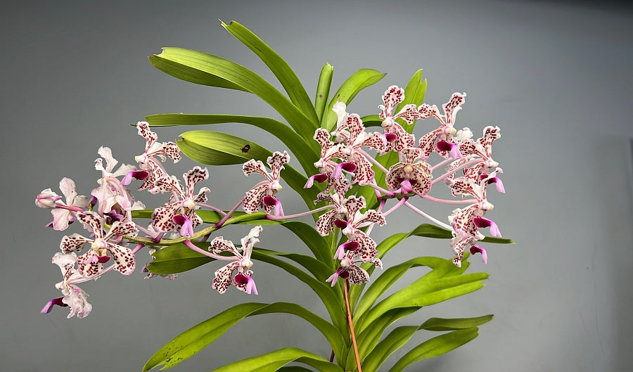 Vanda tricolor var. suavis "Big XXL''