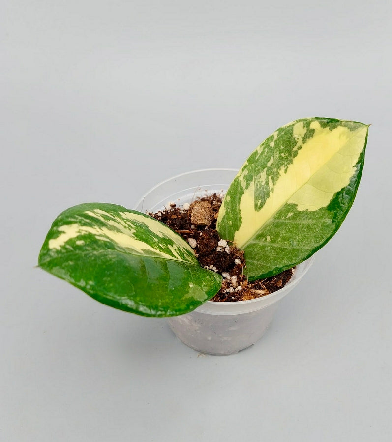 Zamioculcas zamiifolia Highly Variegated (2 leaf cutting)