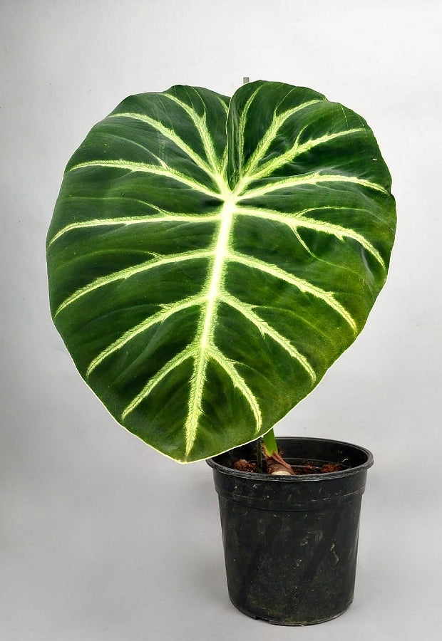 Philodendron luxurians