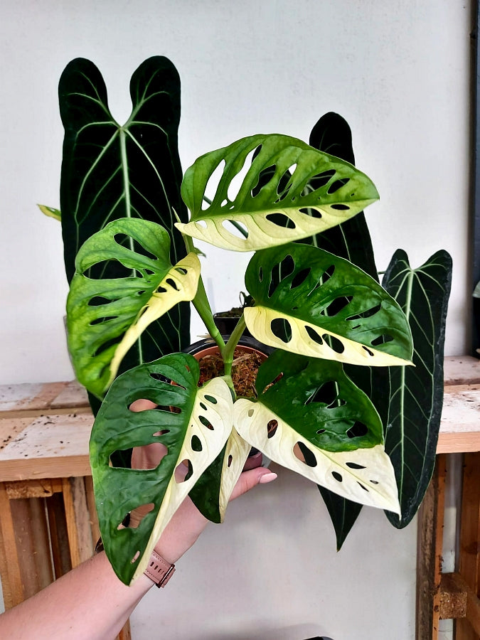 Monstera adansonii variegated Albo "Half Moon" (5/6 Leaves)