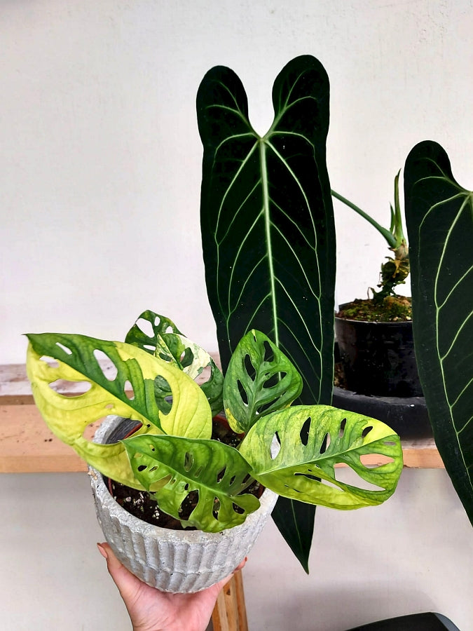 Monstera adansonii variegated aurea (4-5 Leaves)