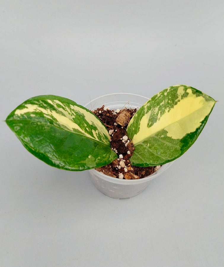 Zamioculcas zamiifolia Highly Variegated (2 leaf cutting)