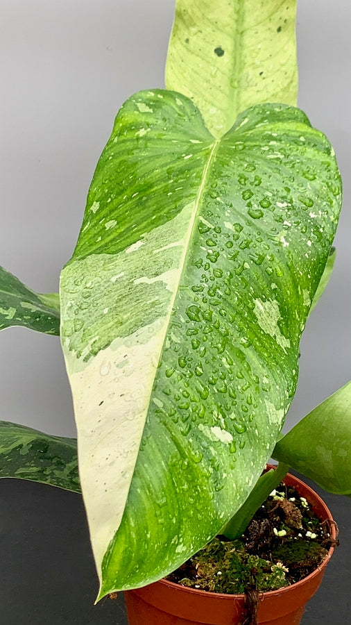 Philodendron Jose Buono (3-4 Leaves) (Highly variegated)