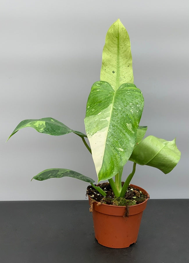 Philodendron Jose Buono (3-4 Leaves) (Highly variegated)