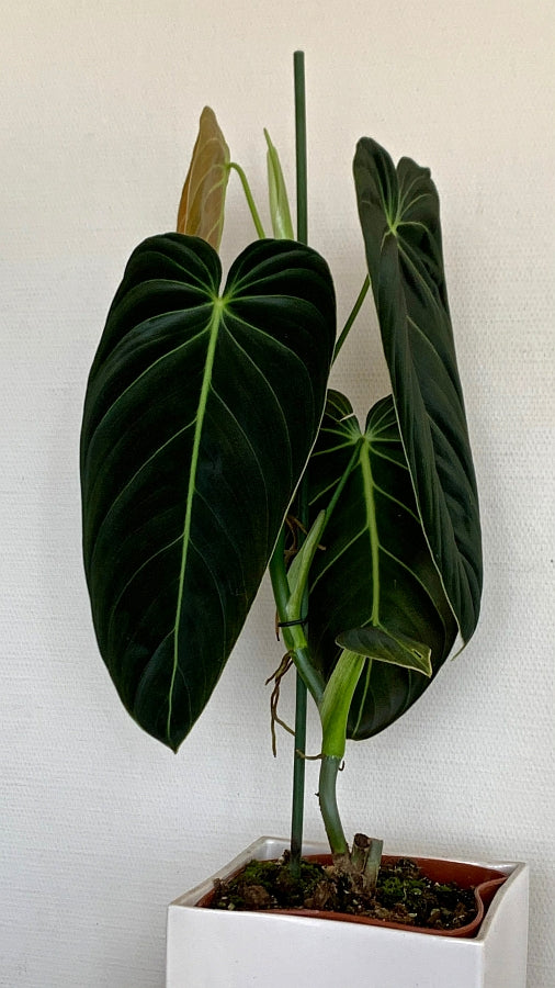 Philodendron melanochrysum "3-4 Big Leaves"