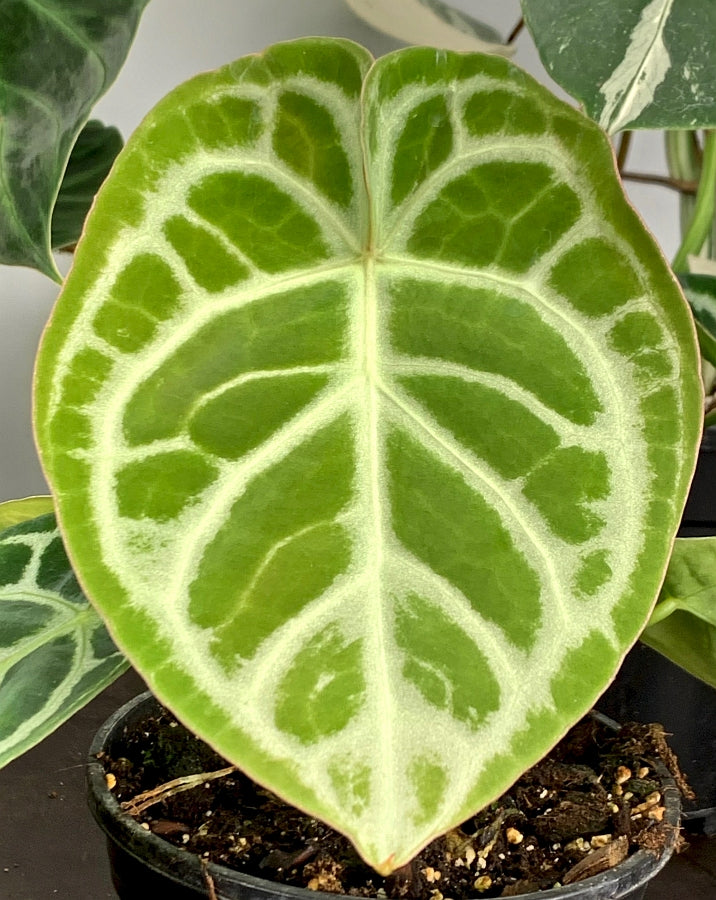 Anthurium crystallinum "Silver Queen" (Big Plant)