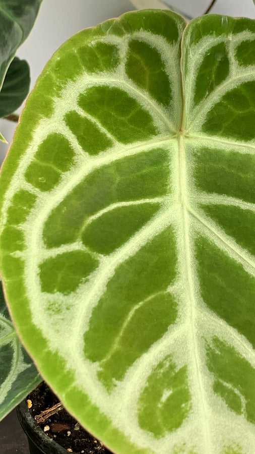 Anthurium crystallinum "Silver Queen" (Big Plant)