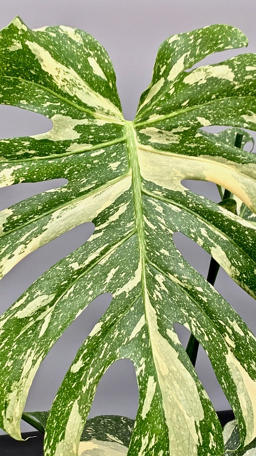 Beautiful variegated details on large Monstera Thai Constellation leaf with fenestrations