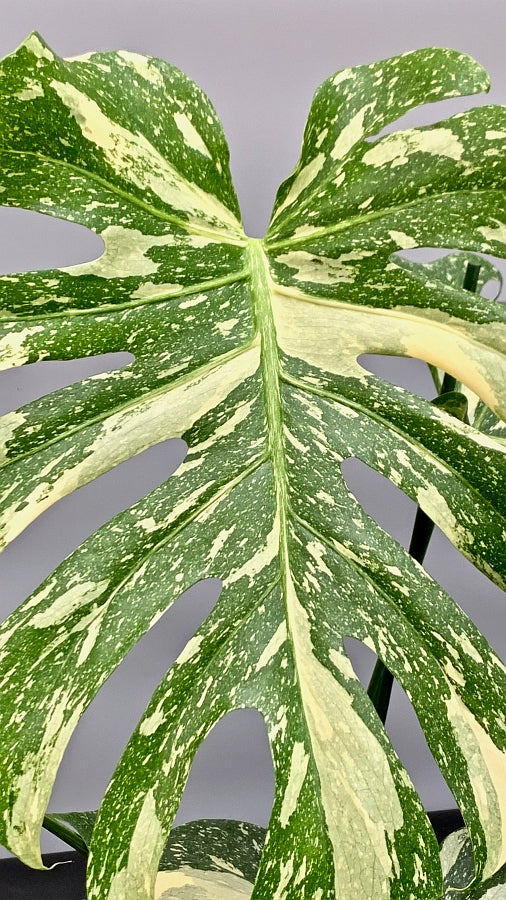 Monstera Thai Constellation (14 cm pot)