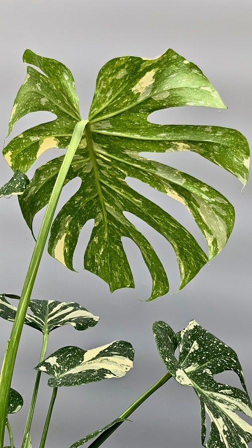Monstera Thai Constellation plant leaf from behind with the pattern also visible