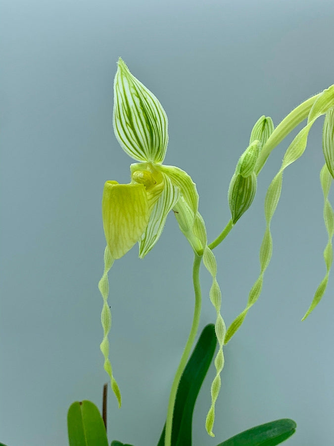 Paphiopedilum philippinense var. Alba