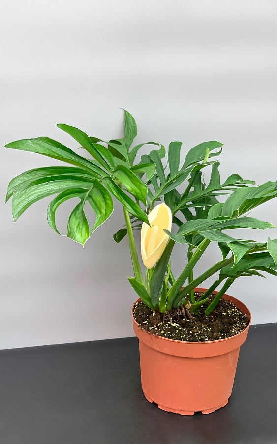 Monstera Pinnatipartita "XXL Big Old Plant"