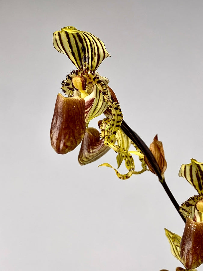 Paphiopedilum supardii "Big Plant''