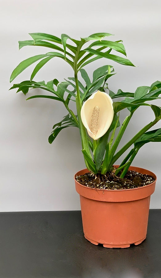 old monstera plant Monstera Pinnatipartita "XXL Big Old Plant"