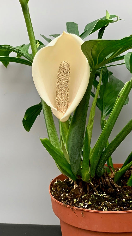 Monstera Pinnatipartita "XXL Big Old Plant"