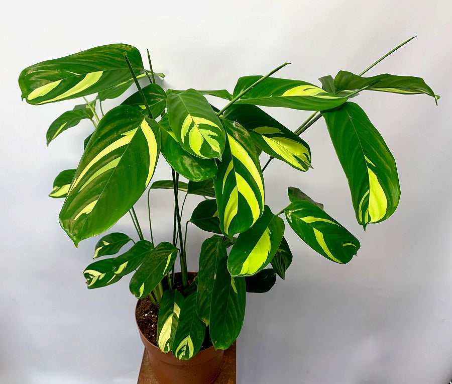 Ctenanthe Lubbersiana (Calathea Golden Mosaic)