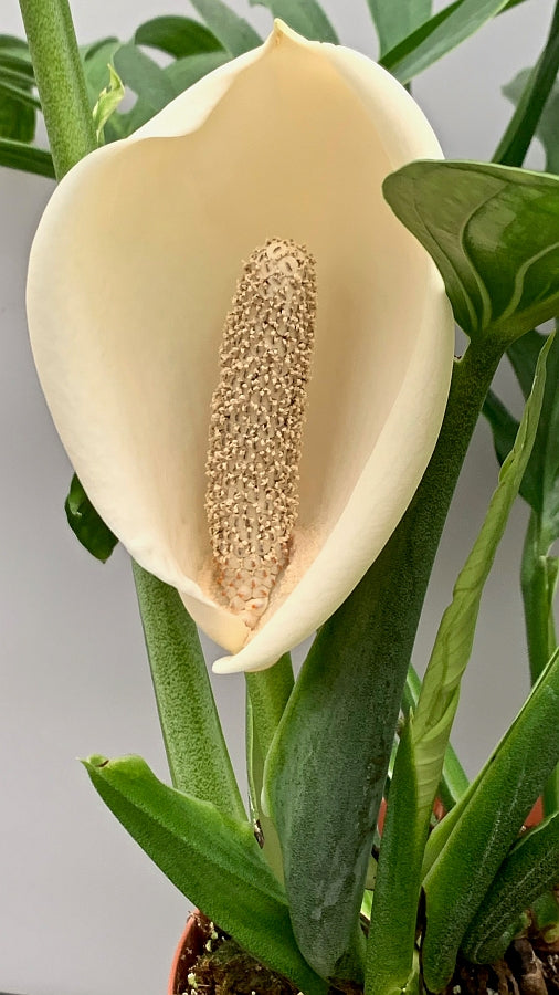 Monstera Pinnatipartita "XXL Big Old Plant"