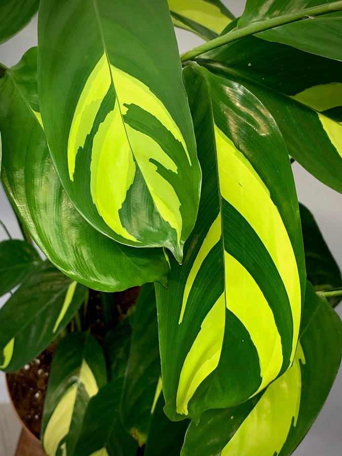Ctenanthe Lubbersiana (Calathea Golden Mosaic)