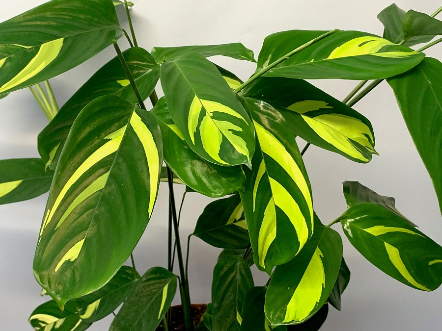 Ctenanthe Lubbersiana (Calathea Golden Mosaic)
