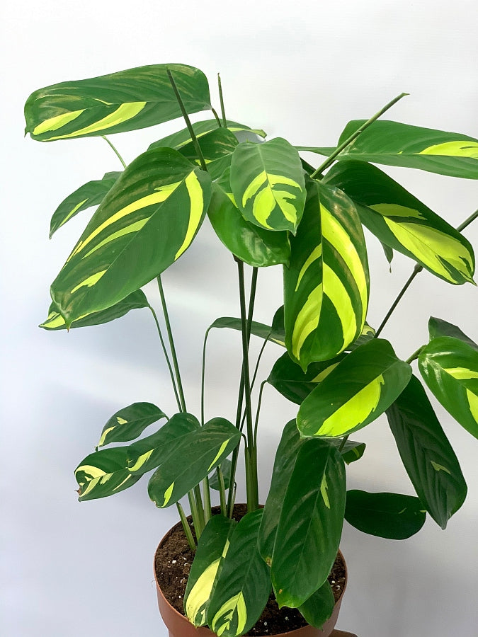 Ctenanthe Lubbersiana (Calathea Golden Mosaic)