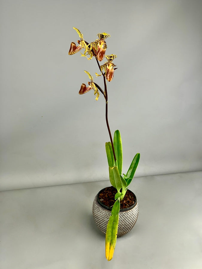 Paphiopedilum supardii "Big Plant''