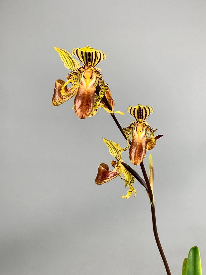 Paphiopedilum supardii x sib ('Golden Boy x Tap Dancer) "Big Plant''