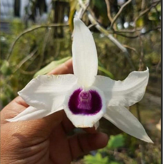 Dendrobium anosmum var. Semi Alba