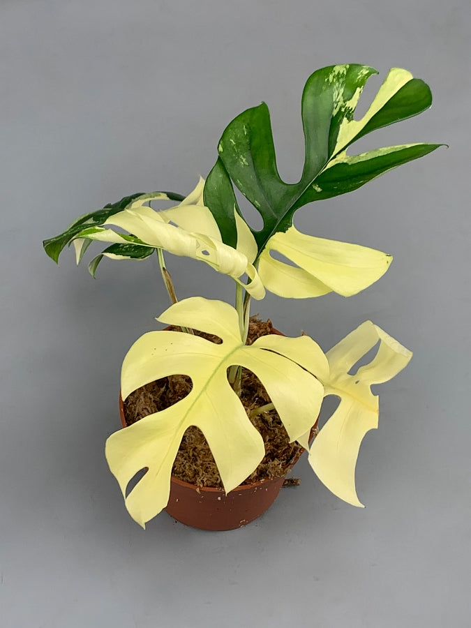 philodendron minima vs monstera minima Monstera minima variegated albo "Full Moon"