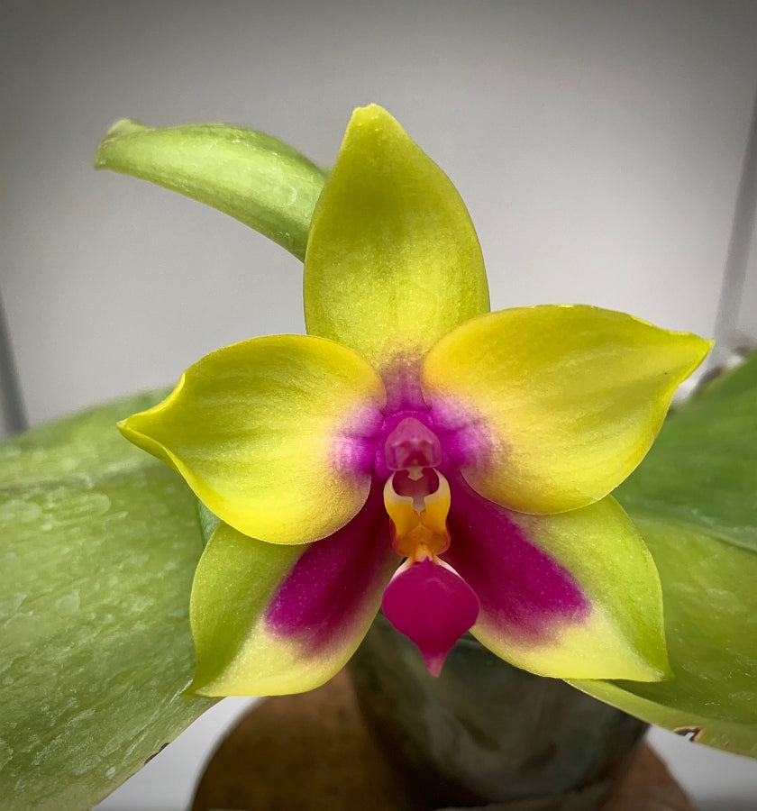 Phal. (Sogo Kaiulani x bellina) x Ld's Bear Queen